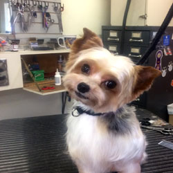dog grooming 5